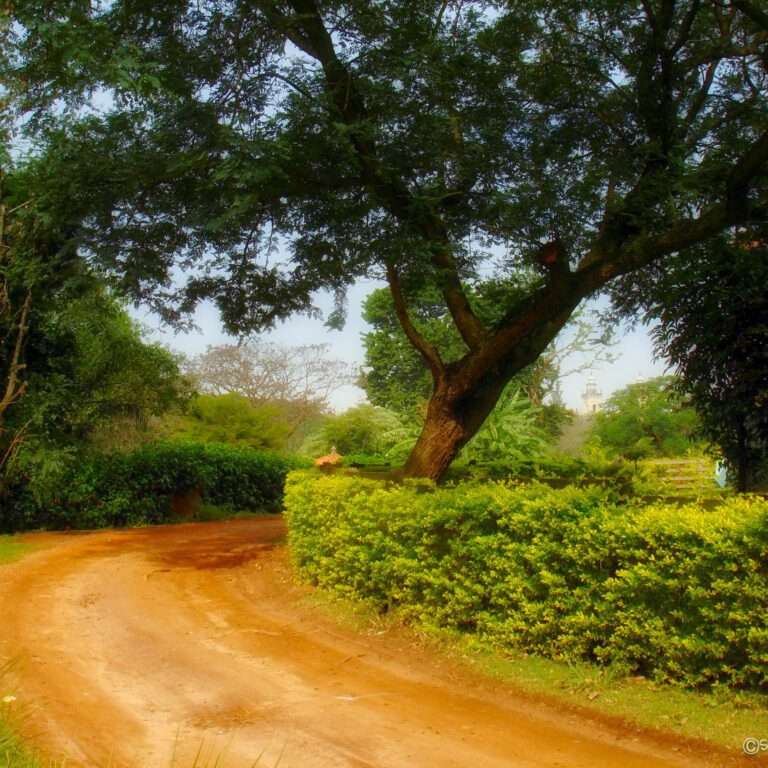 Caminho