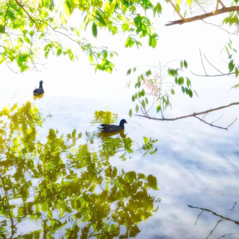Detalhe Lago